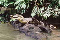 Krokodil - Caño Negro
